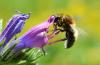 Hoplitis sp.